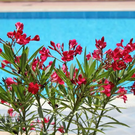 Aqua 21 Daire *